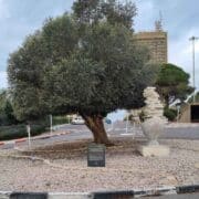 עיצוב ללא שם (12)